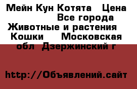 Мейн Кун Котята › Цена ­ 15 000 - Все города Животные и растения » Кошки   . Московская обл.,Дзержинский г.